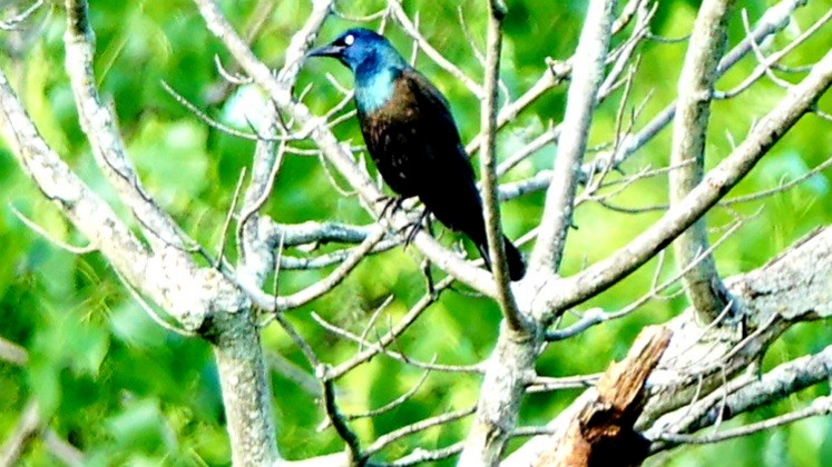 Common Grackle - kathryn clark