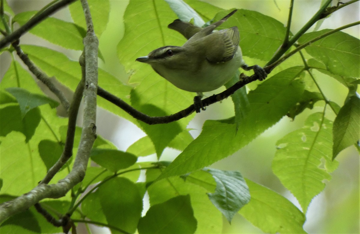 Vireo Ojirrojo - ML239447841