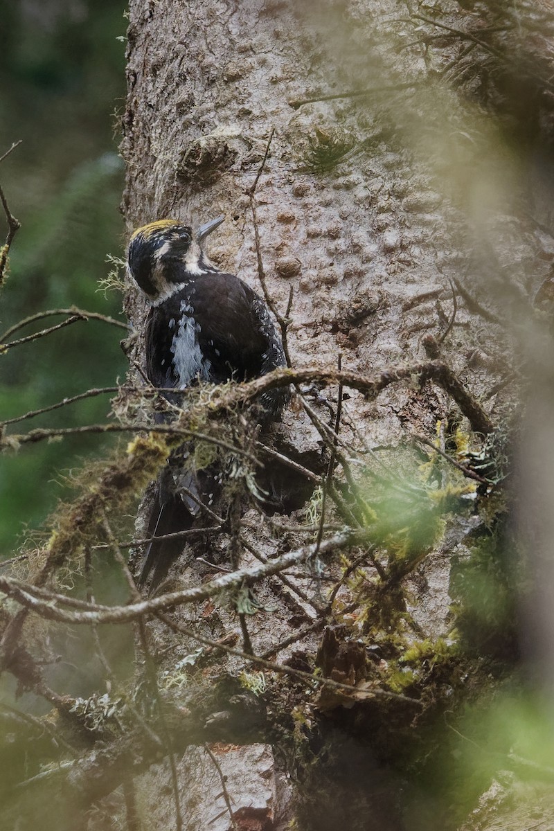 Eurasian Three-toed Woodpecker (Dark-bodied) - ML239447971