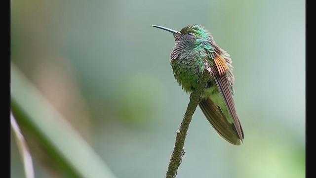 Stripe-tailed Hummingbird - ML239449061