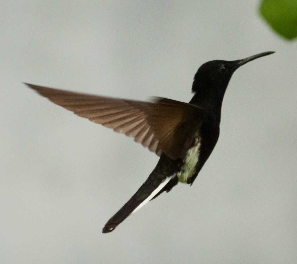 Colibrí Negro - ML239449201