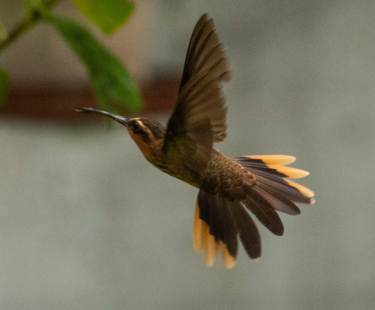 kolibřík pilozobý - ML239449211