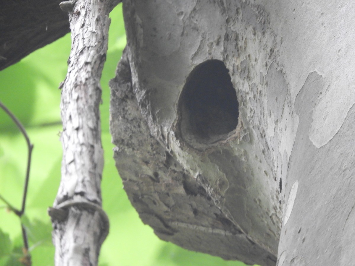 Hairy Woodpecker - ML239449421