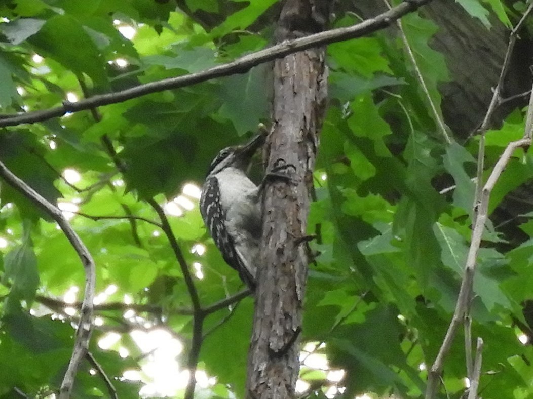 Hairy Woodpecker - ML239449481