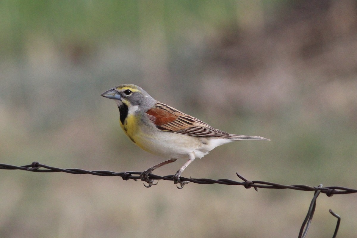 Dickcissel - ML239450261