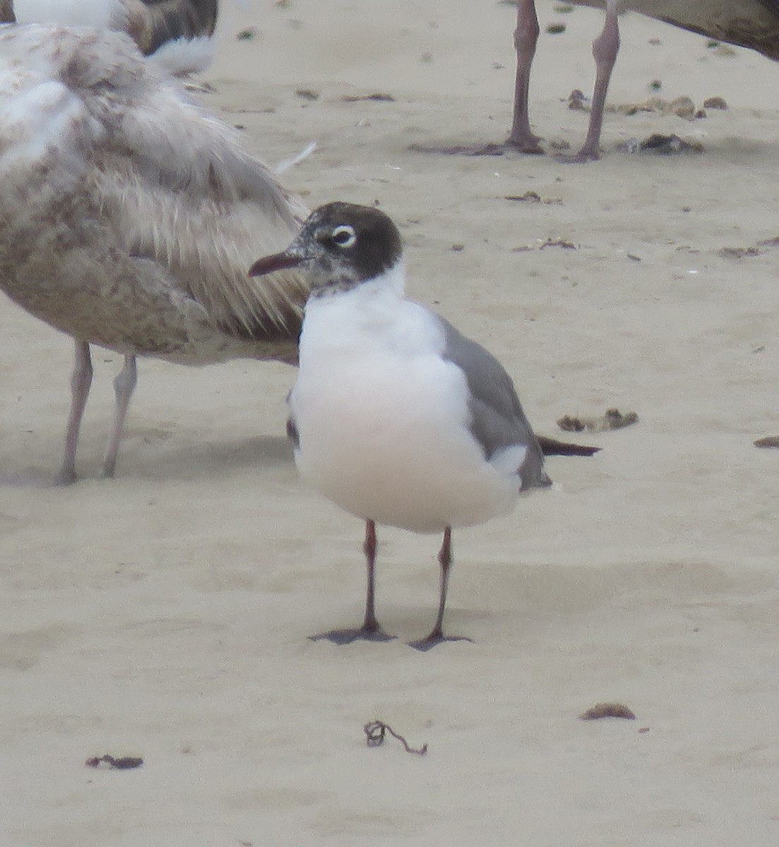 Franklin's Gull - ML239452121