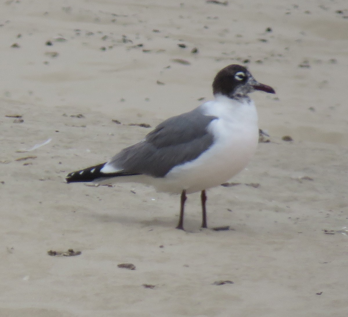 Franklin's Gull - ML239452141
