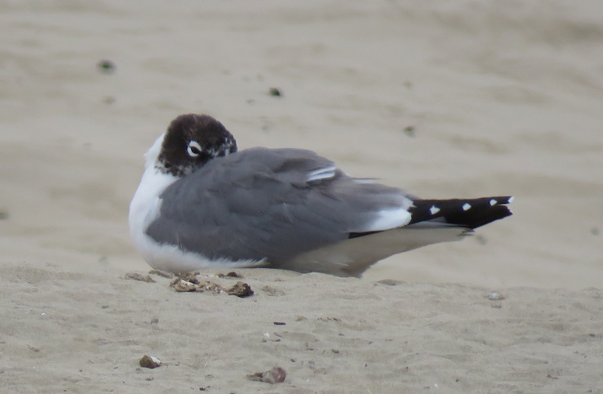 Franklin's Gull - ML239452181