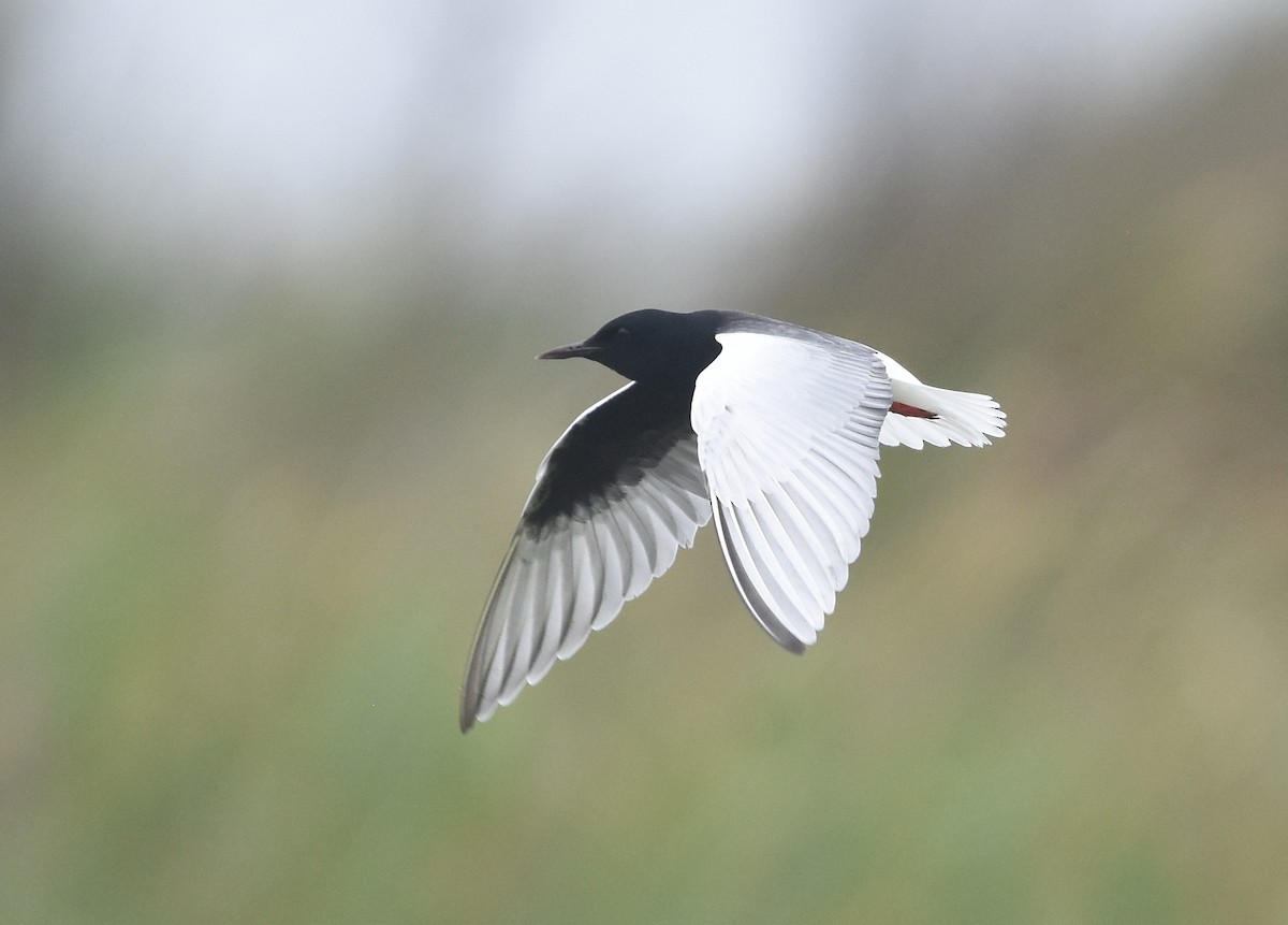 White-winged Tern - ML239452521