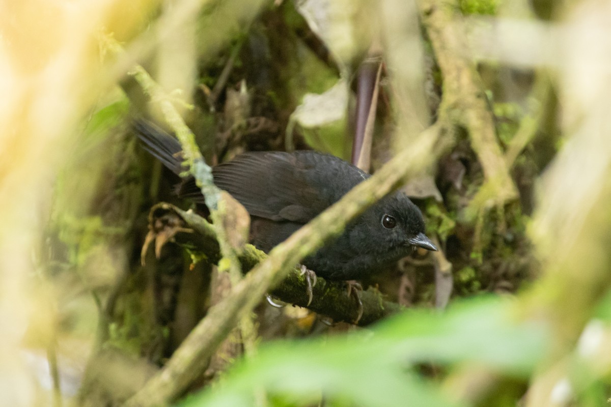 Rufous-vented Tapaculo - ML239452921