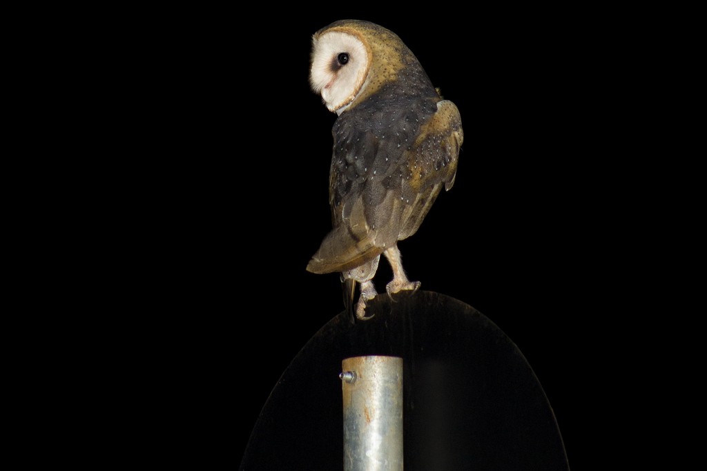 Barn Owl - bruno hang