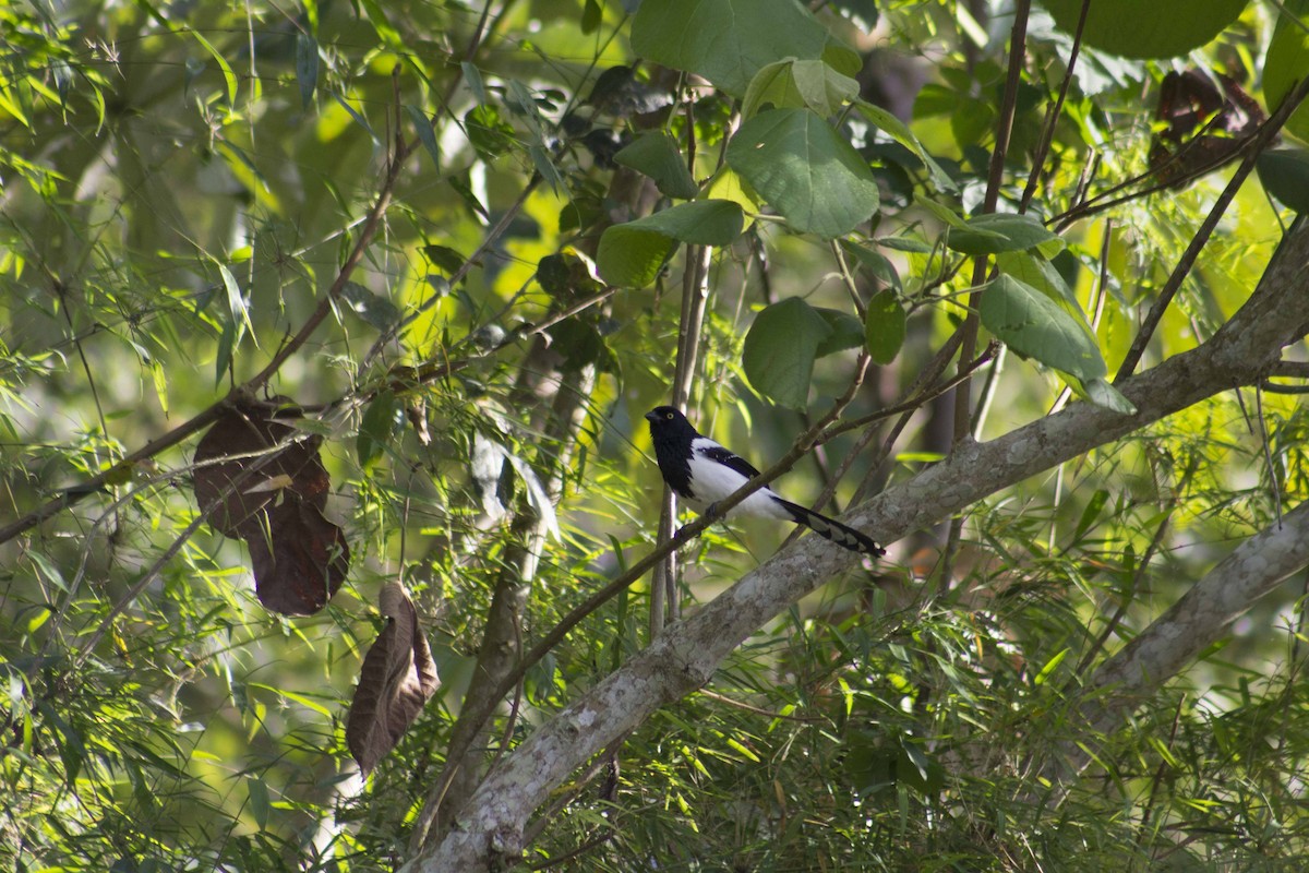 Magpie Tanager - bruno hang