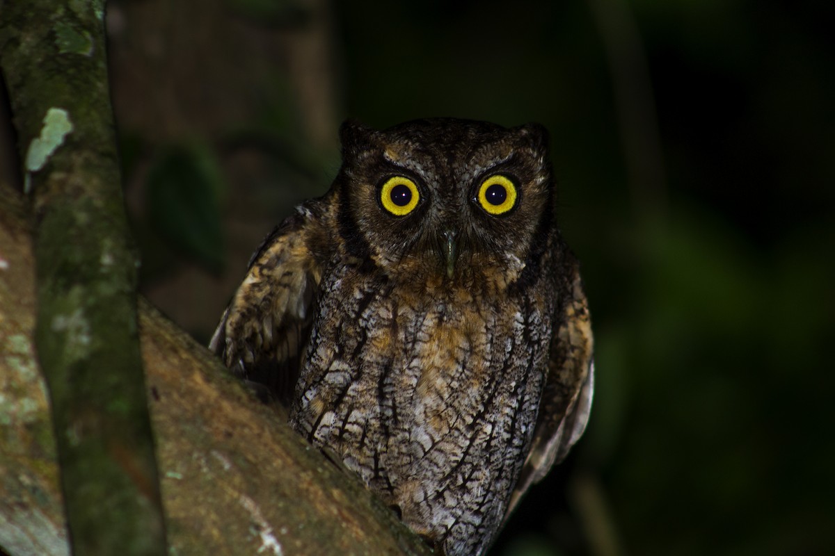 Tropical Screech-Owl - bruno hang