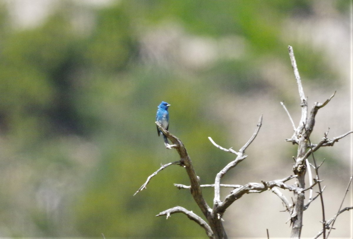 Lazuli x Indigo Bunting (hybrid) - ML239454071