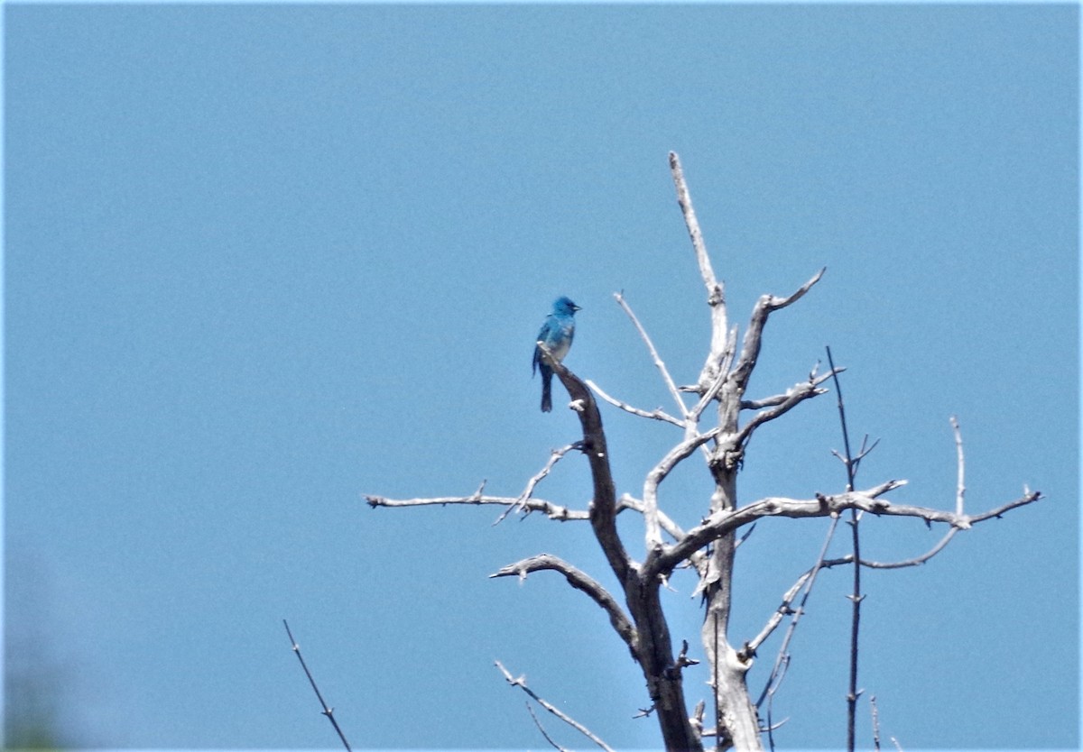 Lazuli x Indigo Bunting (hybrid) - ML239454081