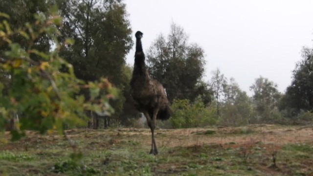 אמו - ML239454611