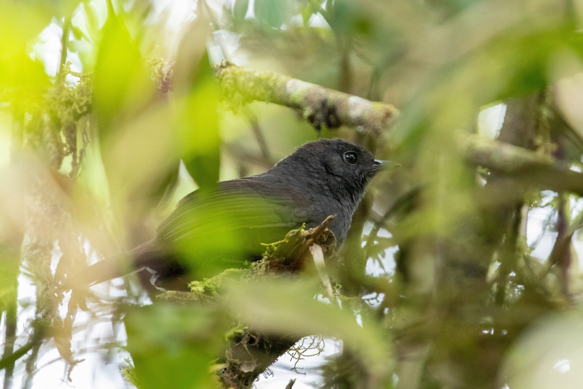 Rufous-vented Tapaculo - Thibaud Aronson