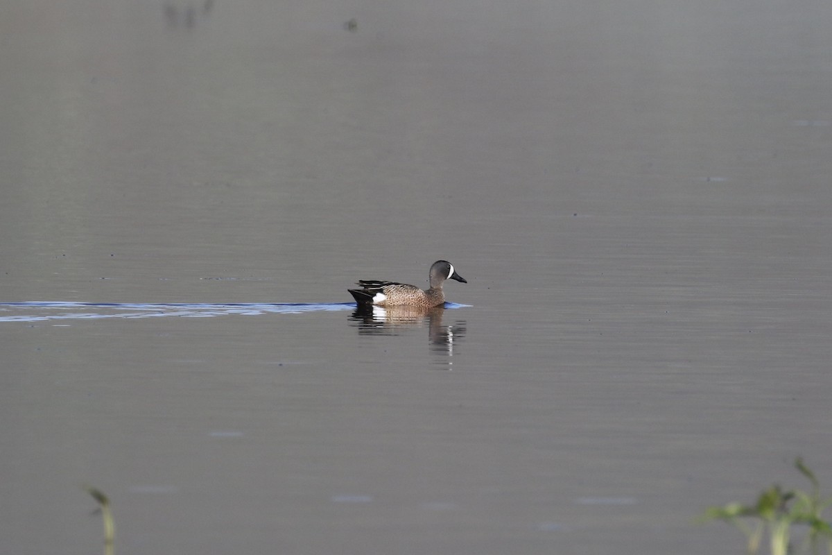 Blue-winged Teal - ML239455601