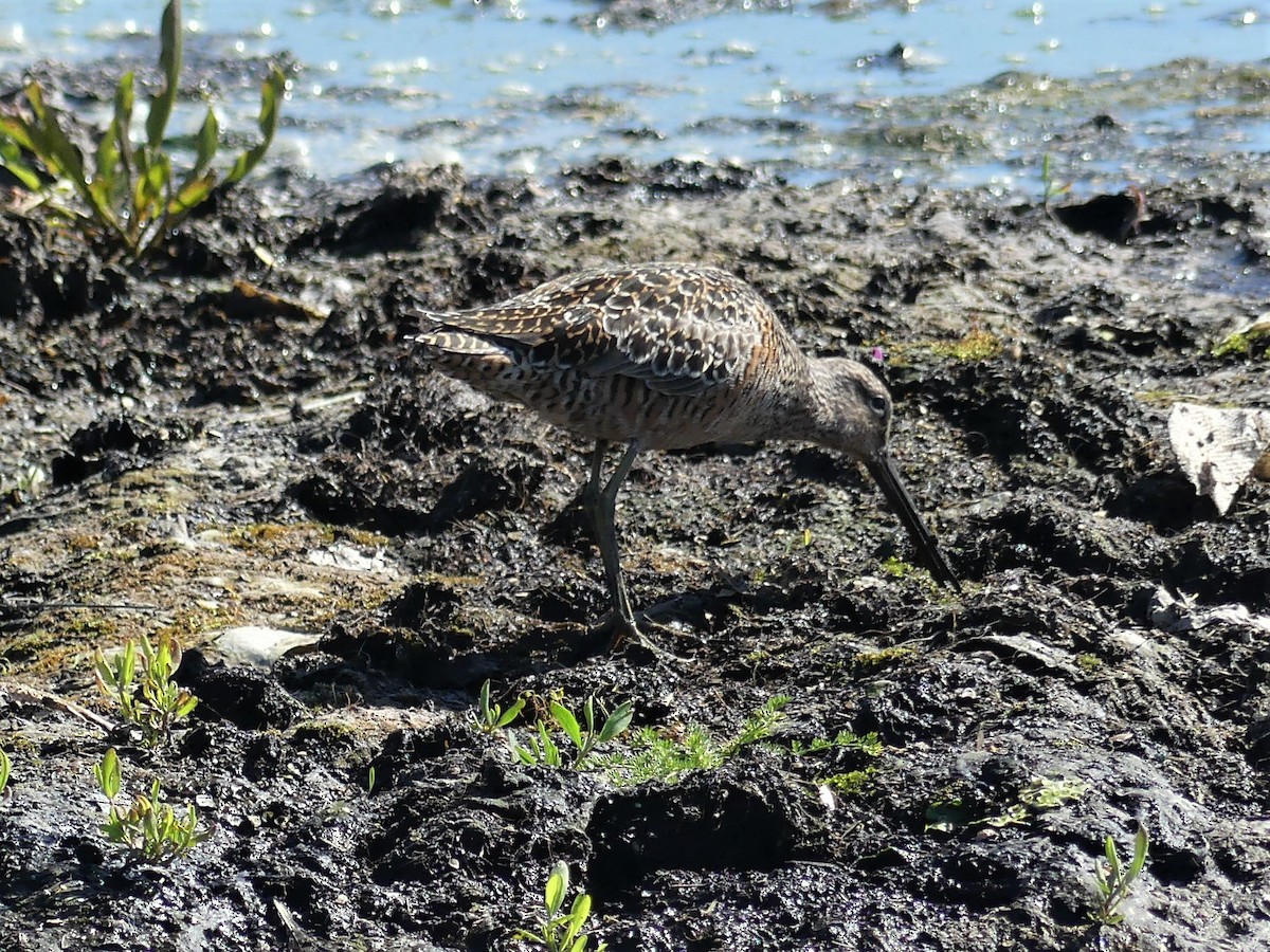 Long-billed Dowitcher - ML239456881