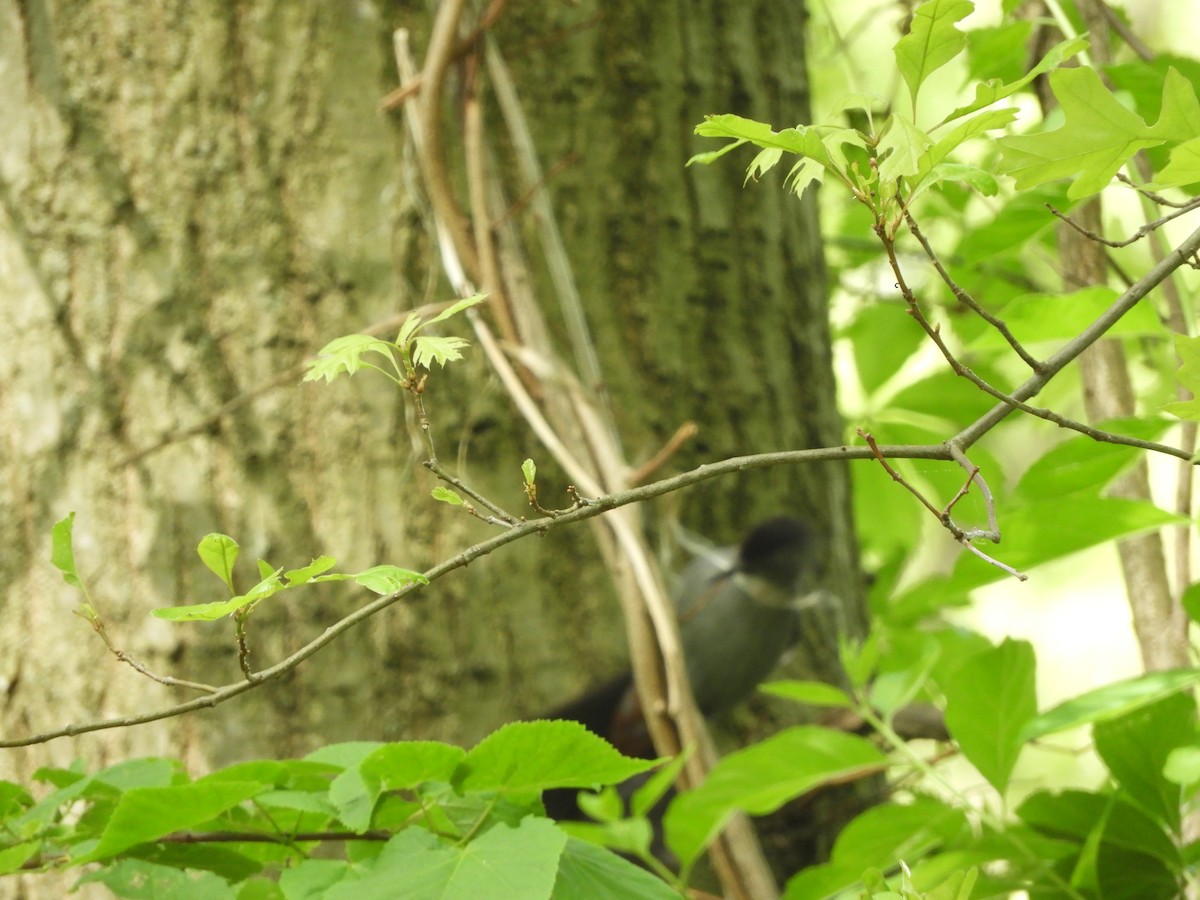 Katzenspottdrossel - ML239458701