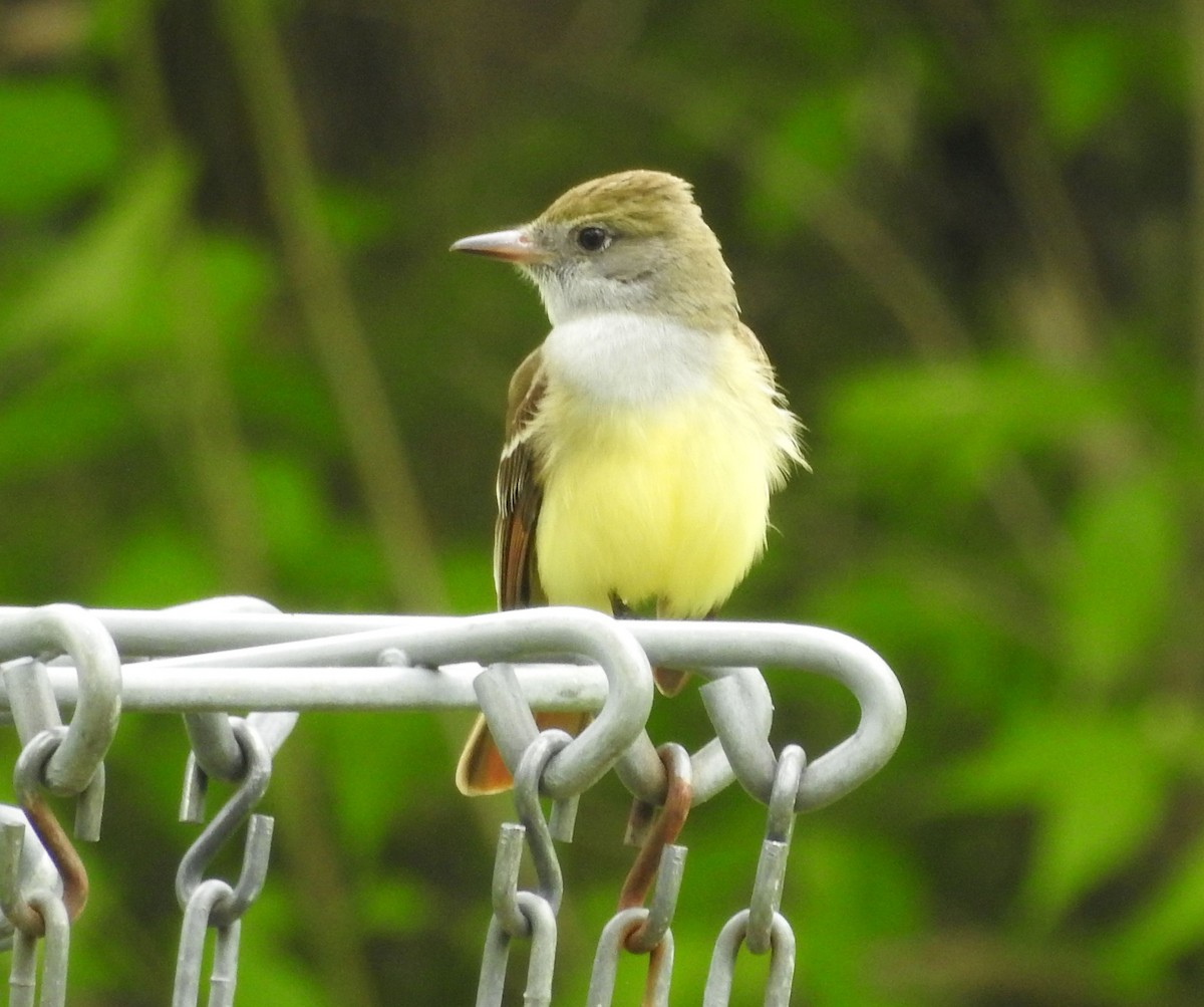 Great Crested Flycatcher - ML239459031