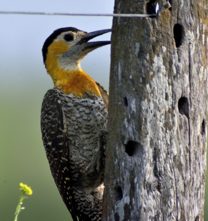 Campo Flicker - COA    ANSENUZA