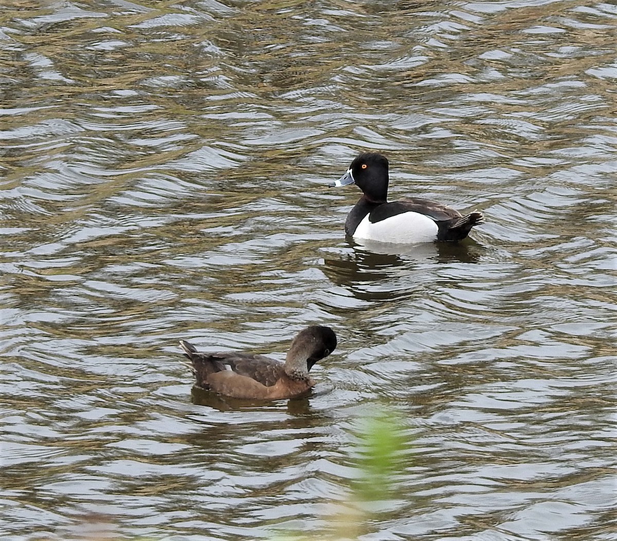 Ring-necked Duck - ML239461701