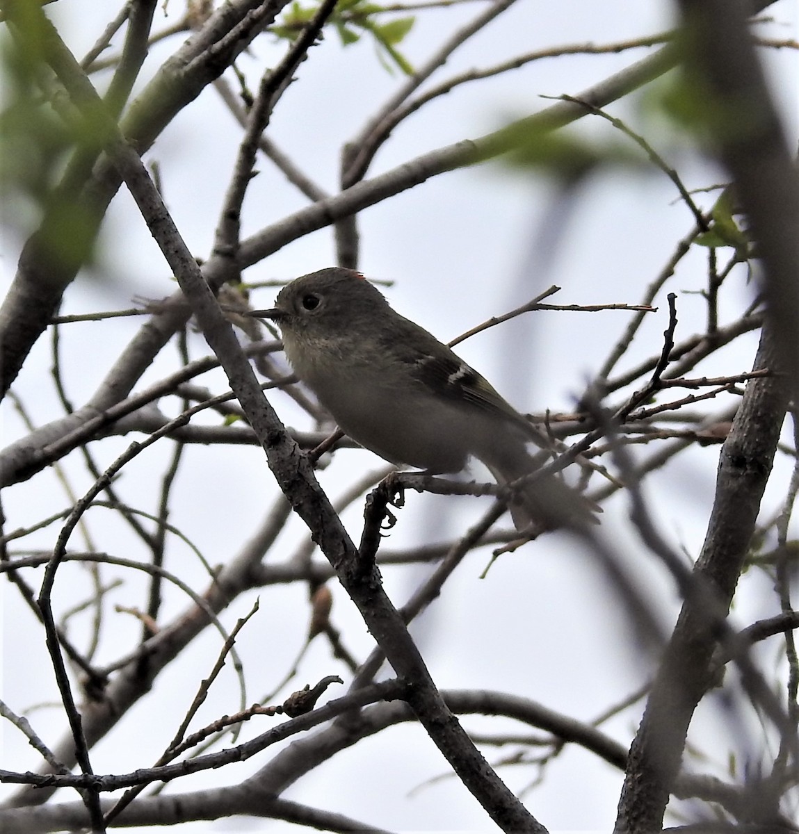 Ruby-crowned Kinglet - ML239461771