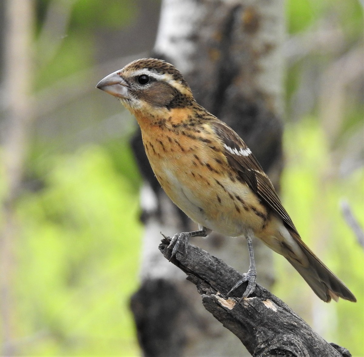 Black-headed Grosbeak - Diane Stinson