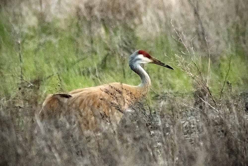 Sandhill Crane - ML239462131