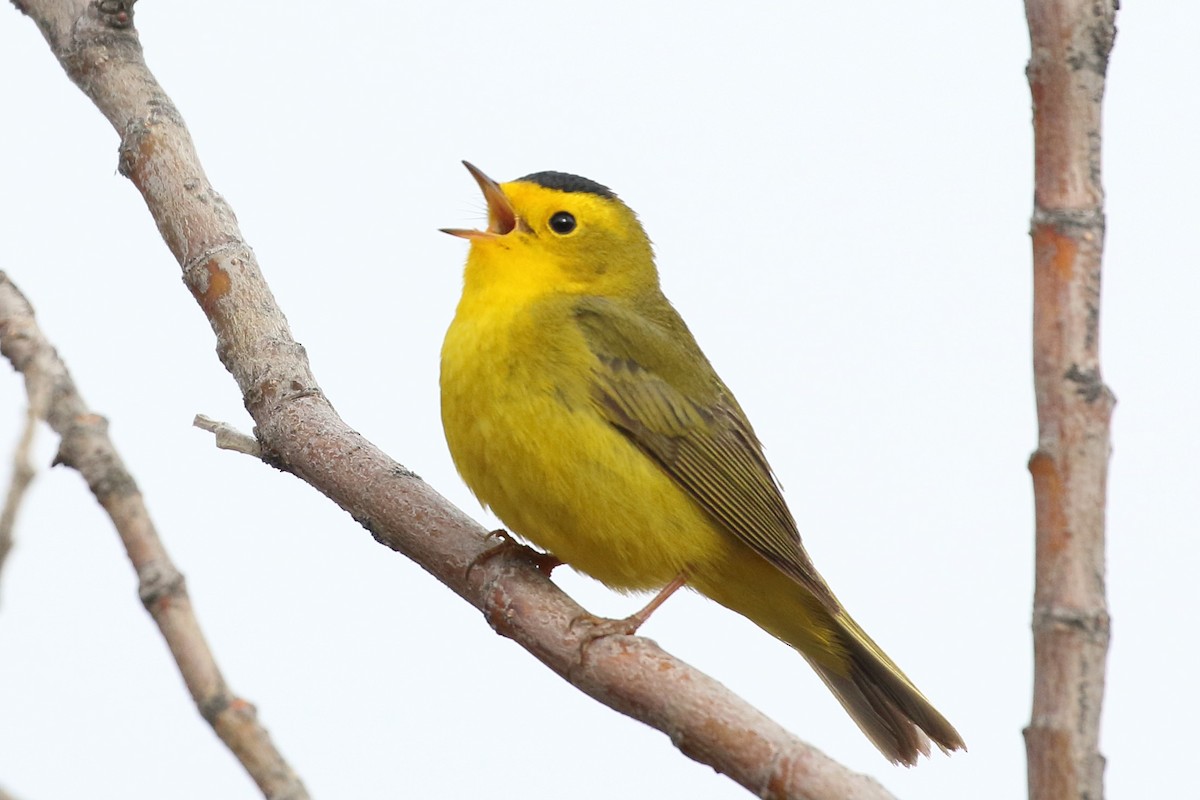 Wilson's Warbler - ML239462251