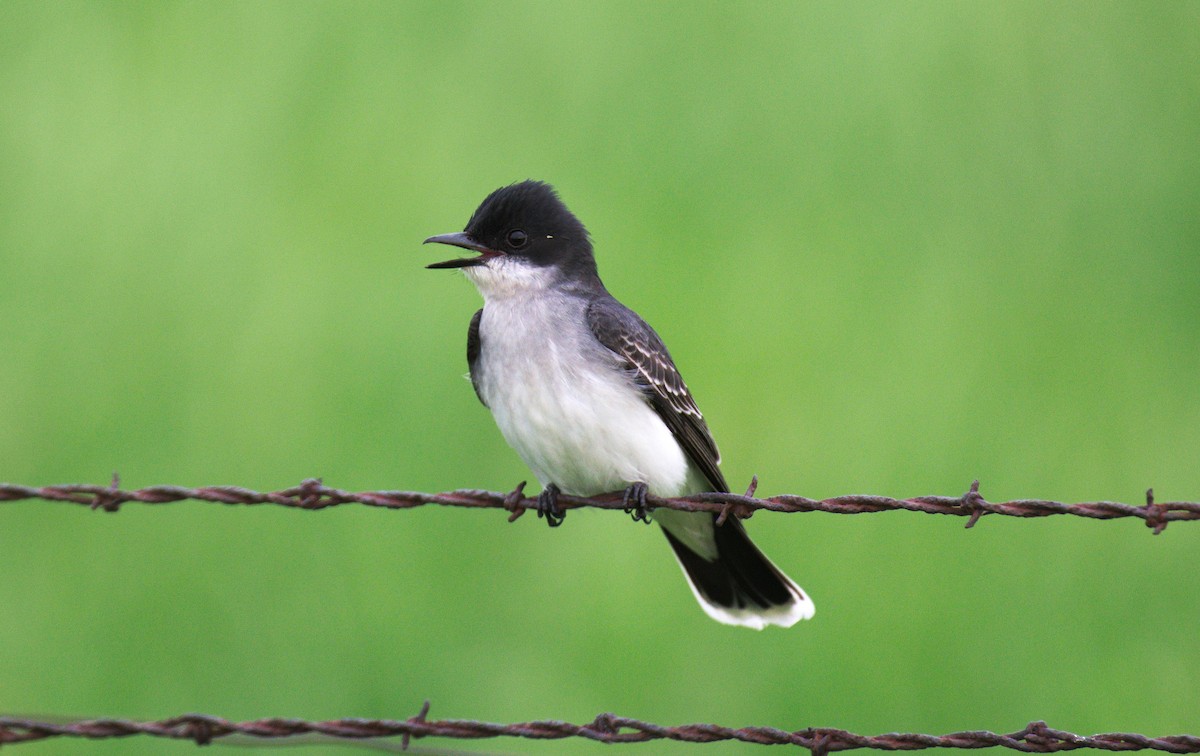 Eastern Kingbird - ML239463361