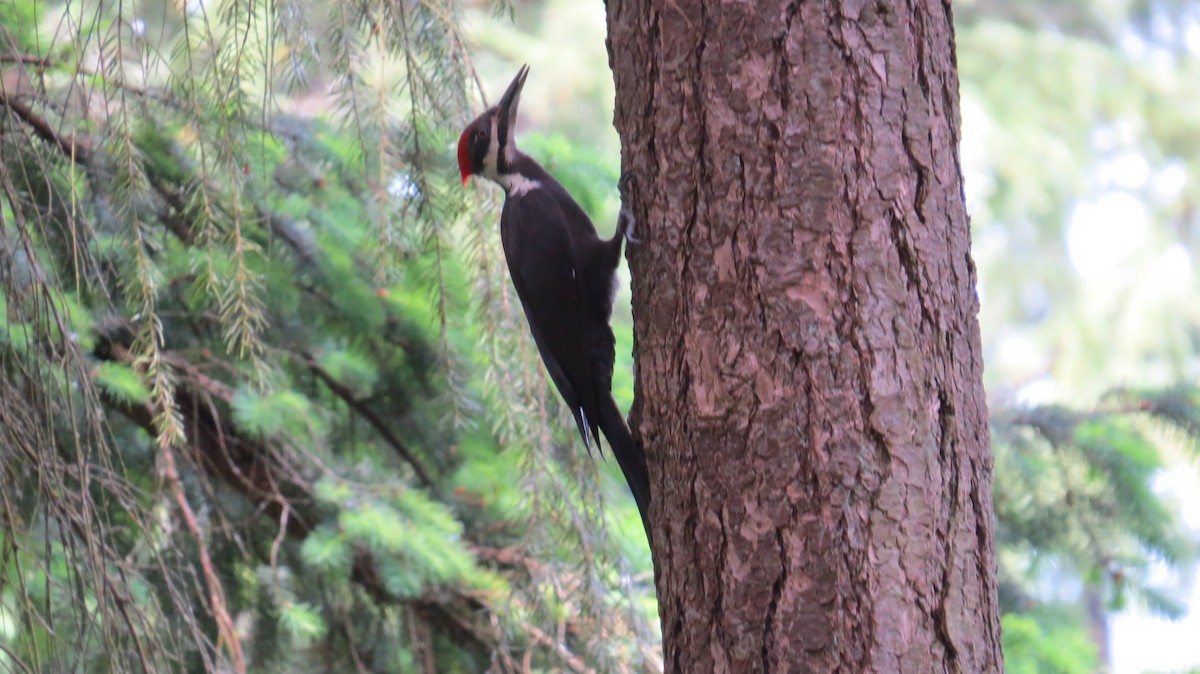 Pileated Woodpecker - ML239464041