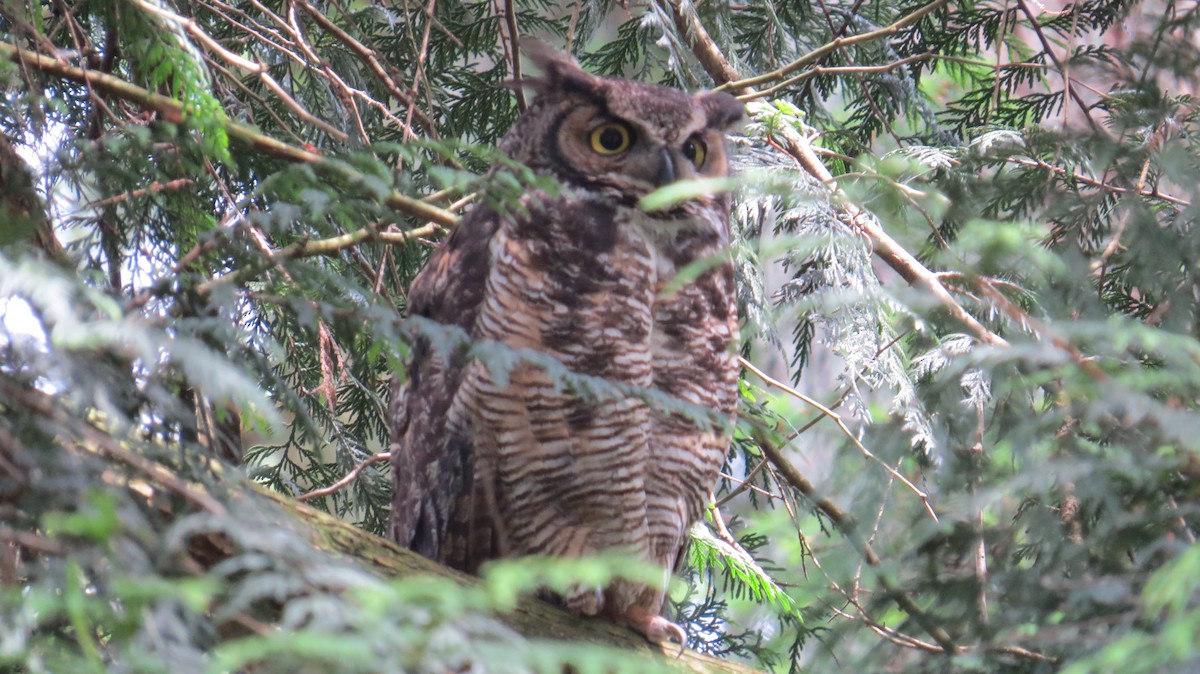 Great Horned Owl - ML239464061