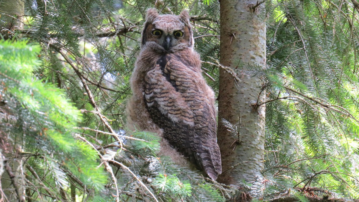 Great Horned Owl - ML239464081