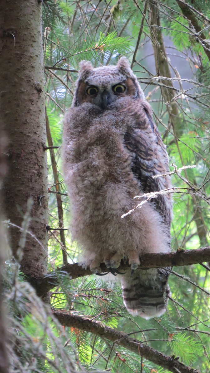 Great Horned Owl - ML239464131