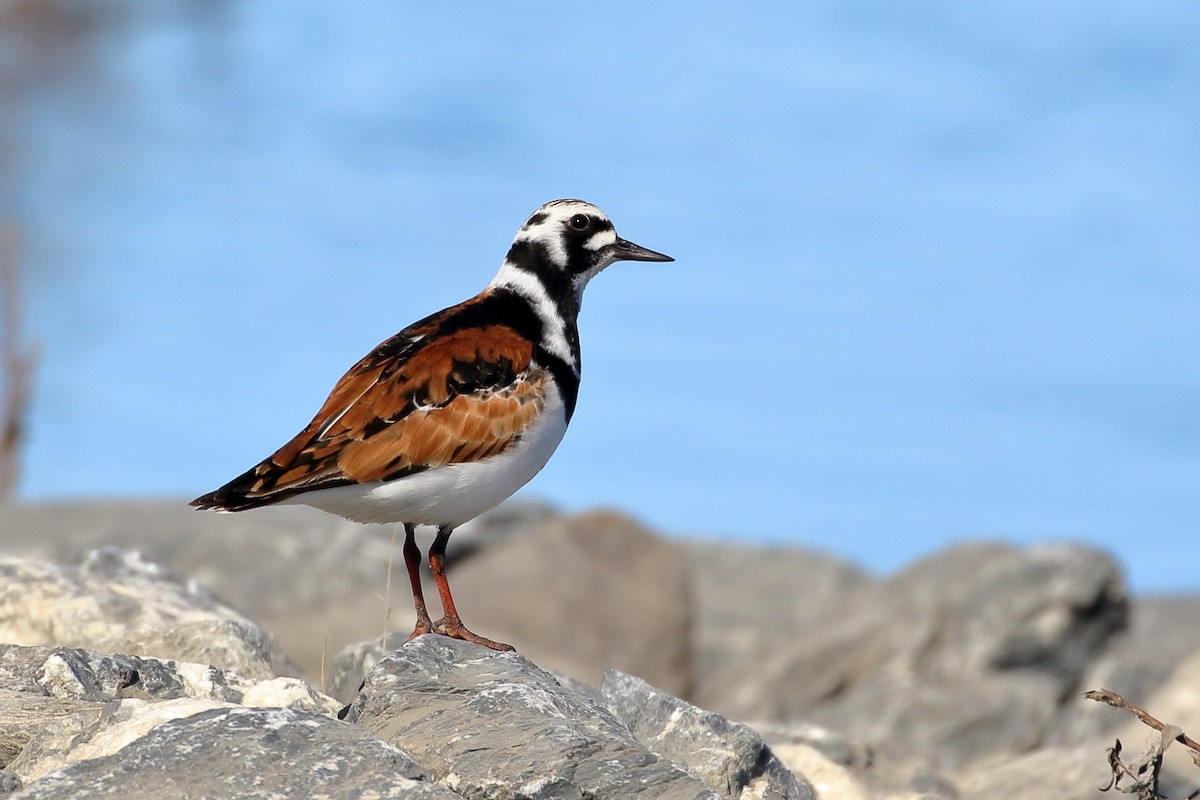 Ruddy Turnstone - Seth Beaudreault