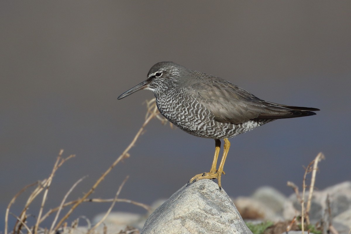 Wandering Tattler - ML239465251