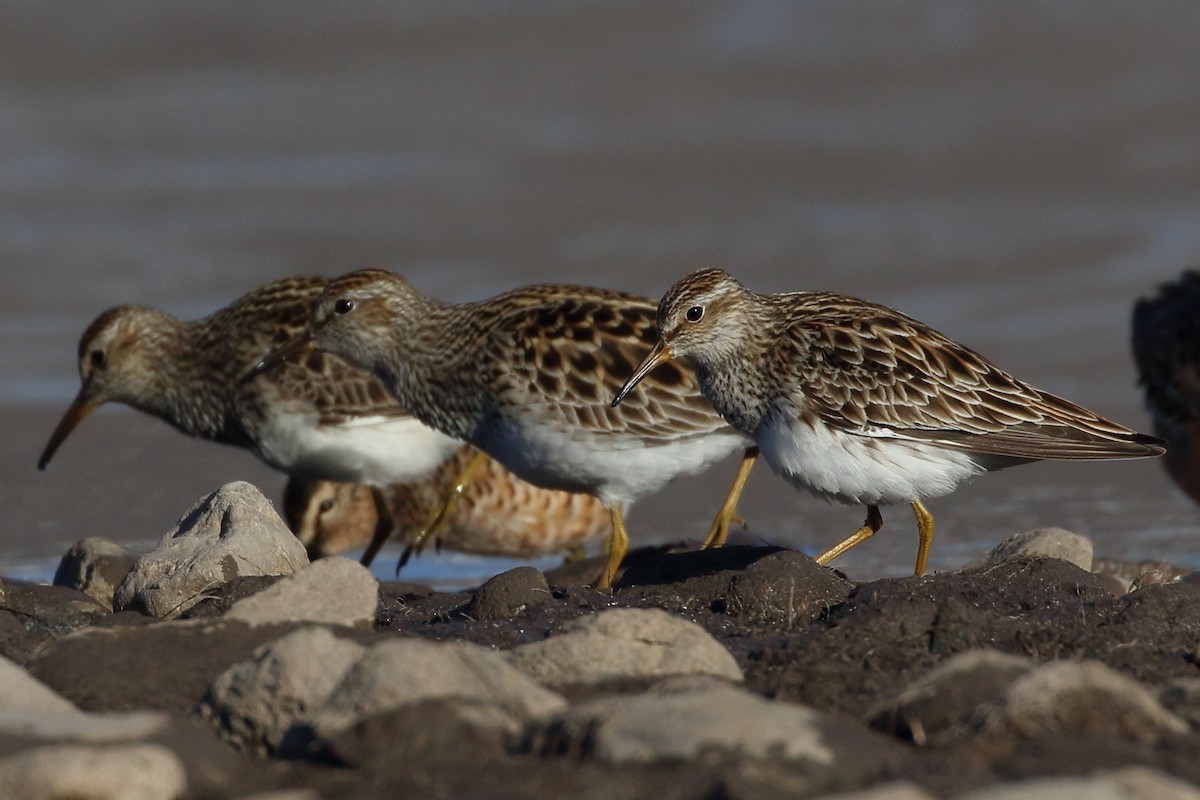 Pectoral Sandpiper - ML239465621