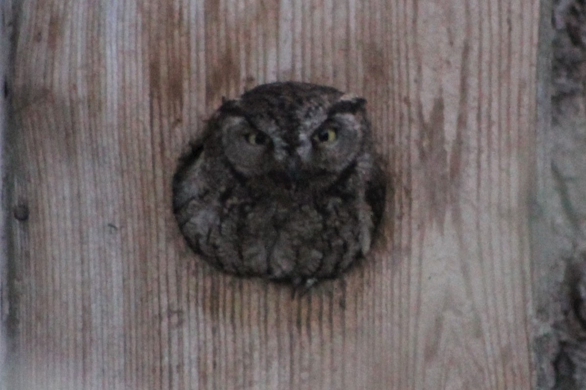 Western Screech-Owl - ML239465861