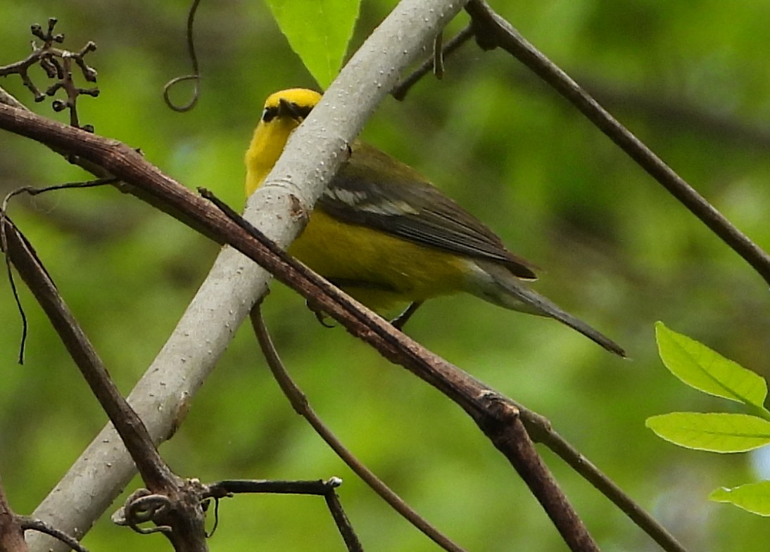 Blue-winged Warbler - ML239466041