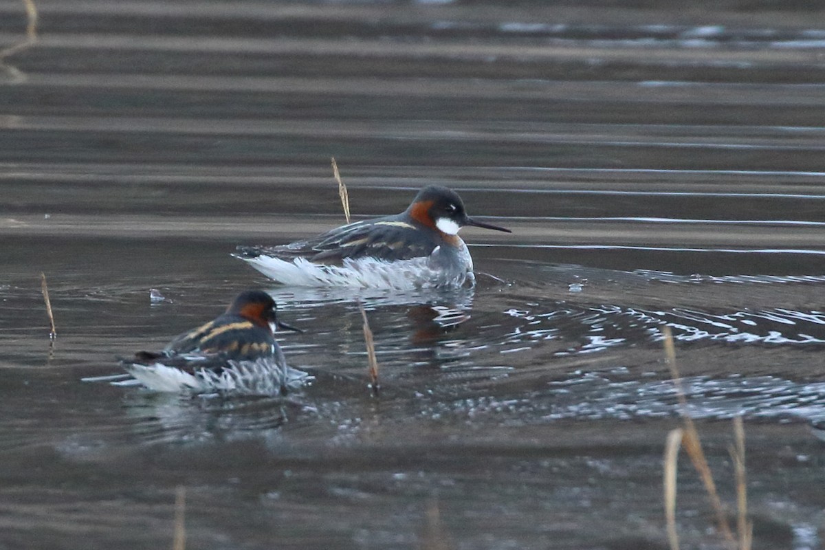 Red-necked Phalarope - ML239466951