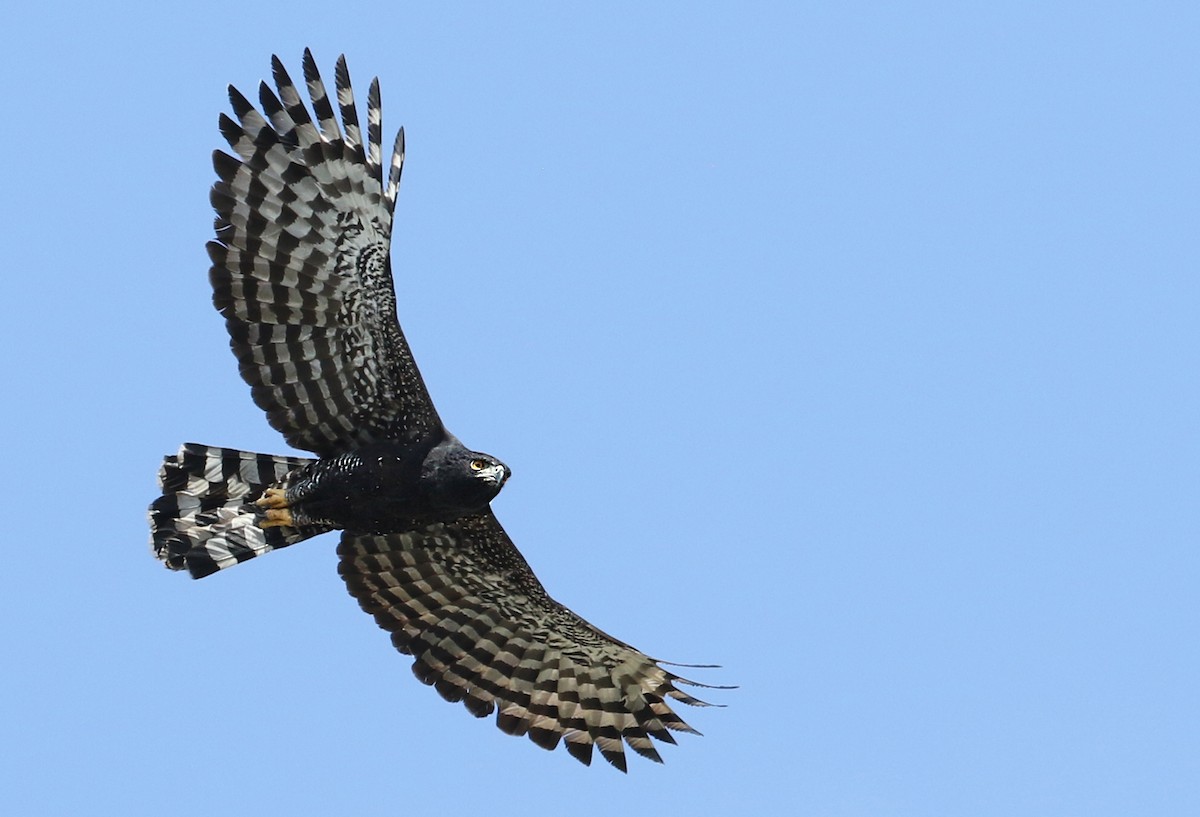 Black Hawk-Eagle - Luke Seitz