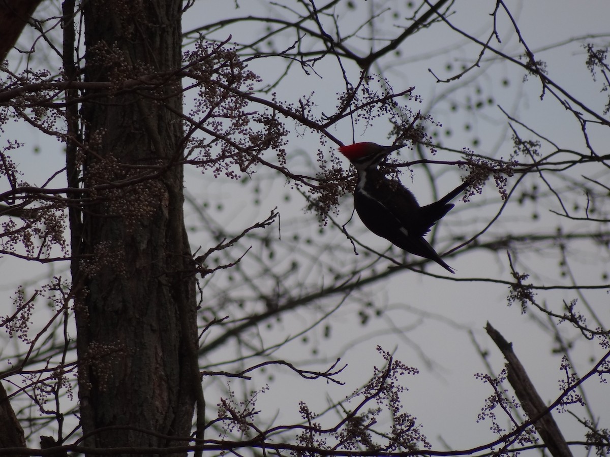 Pileated Woodpecker - ML23946891