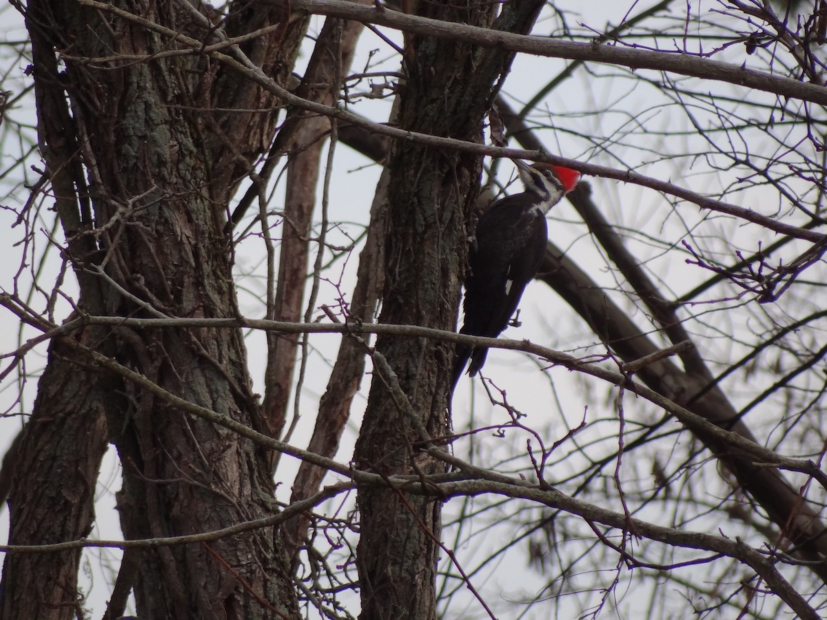 Pileated Woodpecker - ML23946901