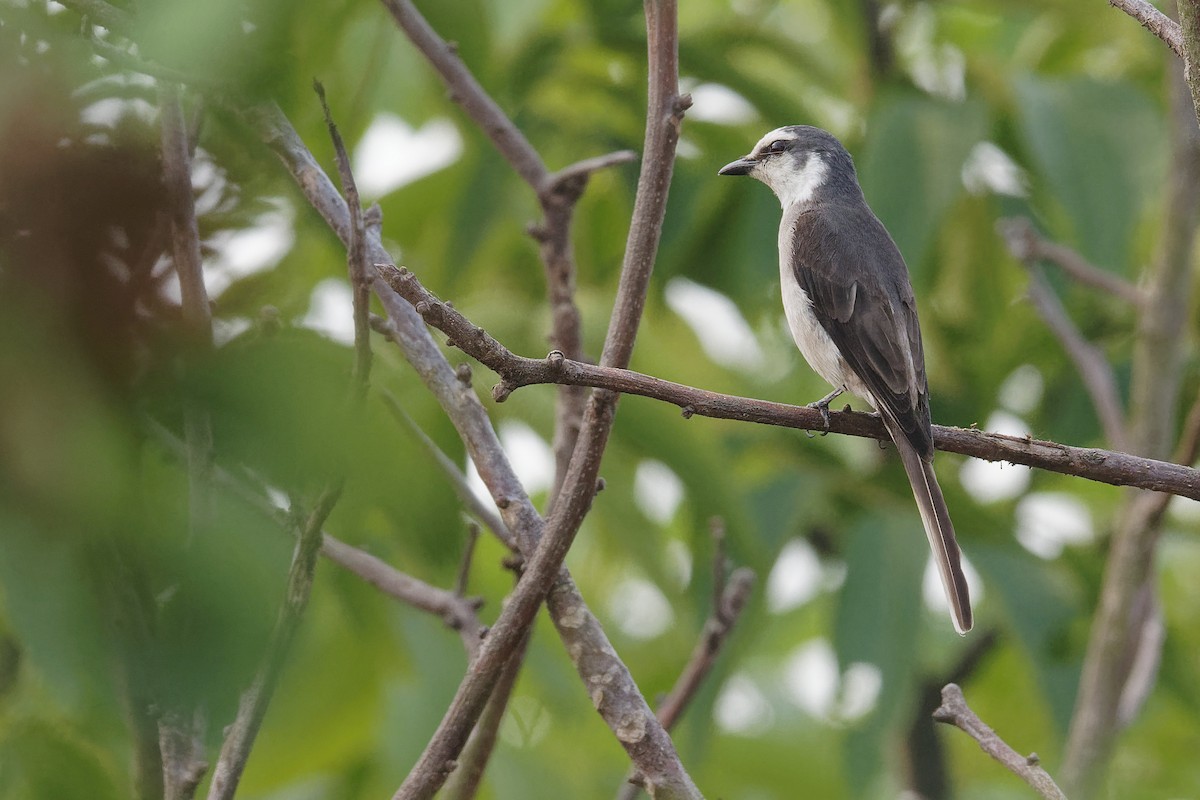 Brown-rumped Minivet - ML239469881