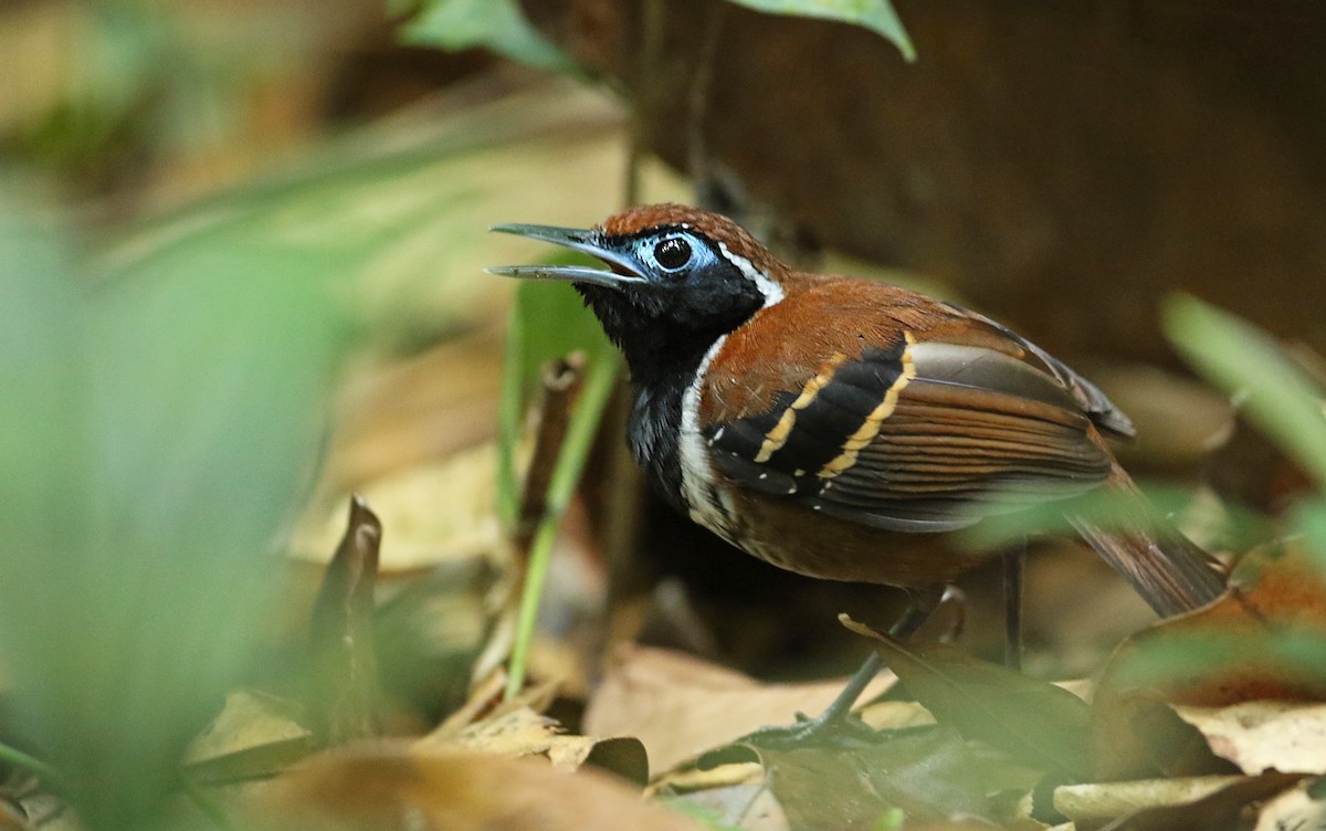 Ferruginous-backed Antbird - Luke Seitz