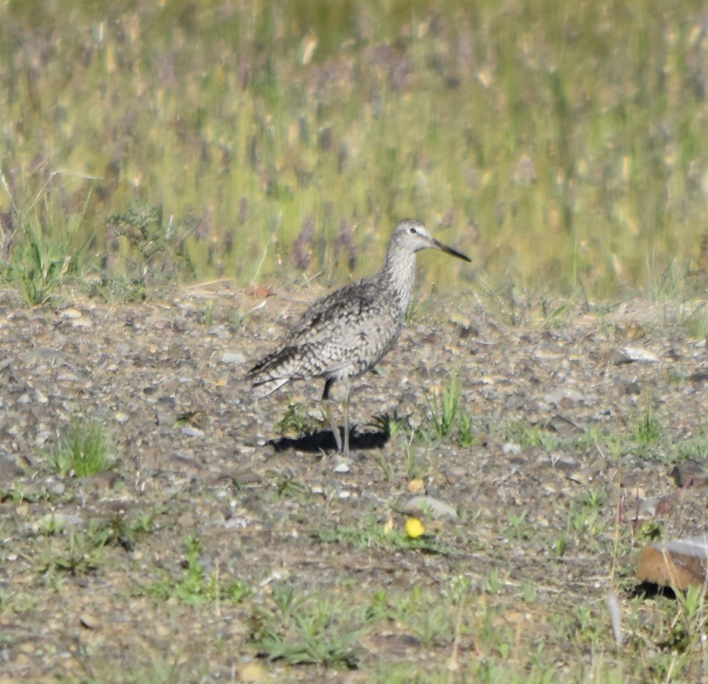 Willet - ML239470831