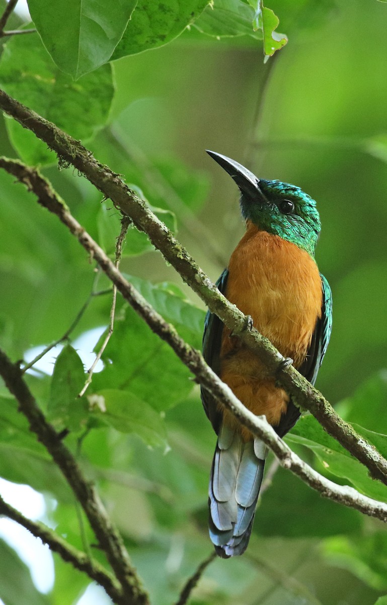 Great Jacamar - Luke Seitz