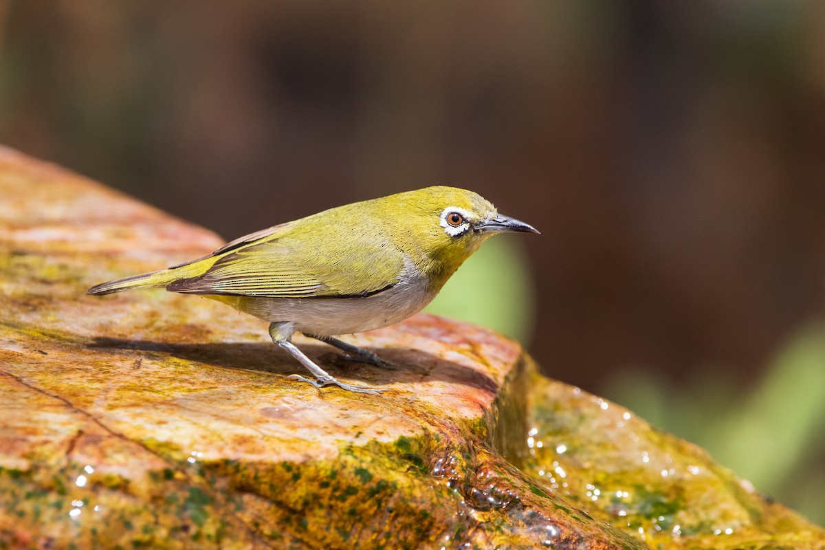 Swinhoe's White-eye - Kevin Kosidlak🦉🦅